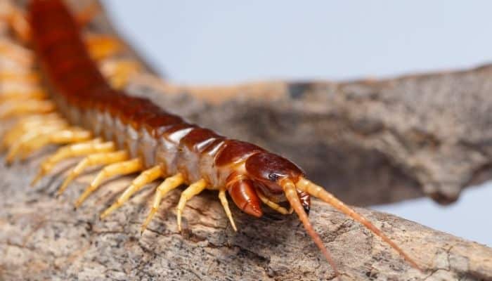 Centipede close up