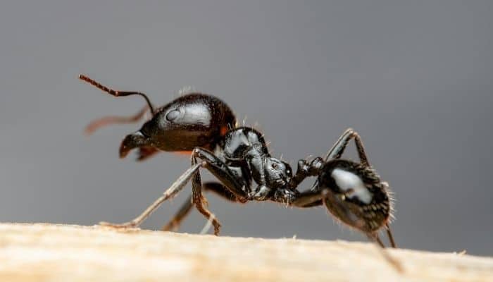 Dark brown ant close up