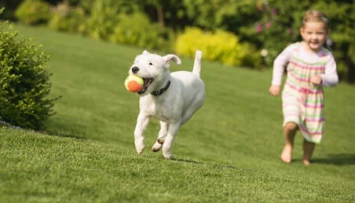 Baby And Dog In Yard Inner