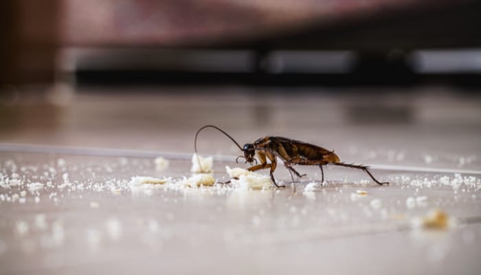 Roach On Floor 1