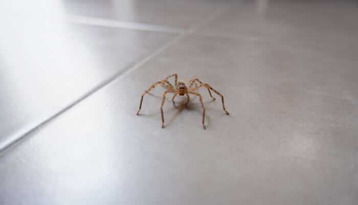 Spider Carolina