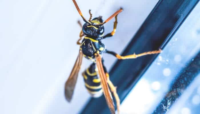 Wasp Carolina